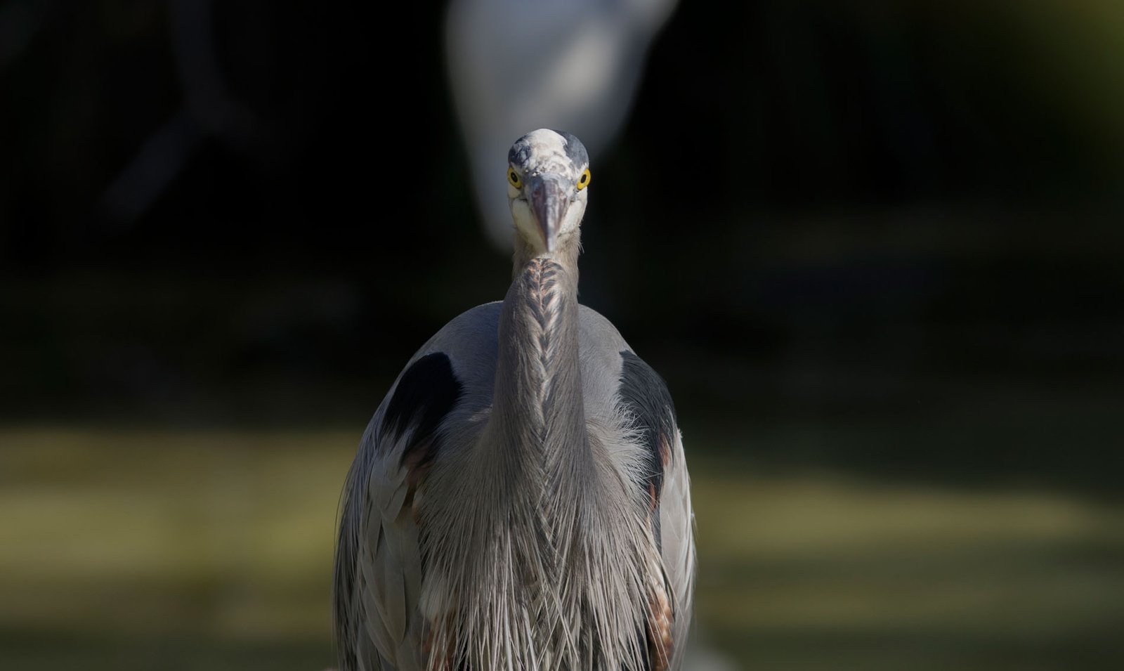 San Diego Zoo Part I 105